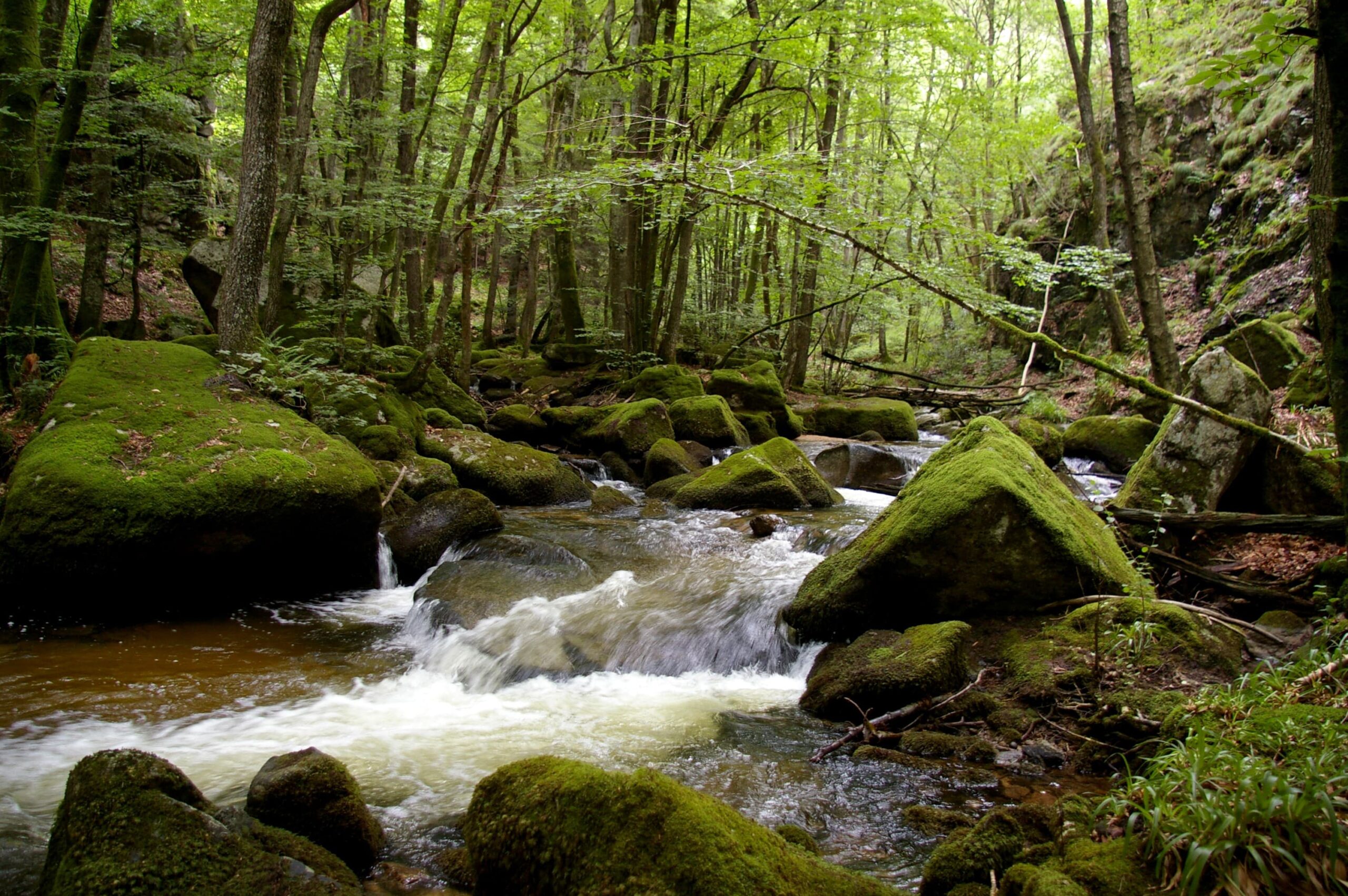 3 rivières sur la Dore - L'Echo du Parc Livradois-Forez