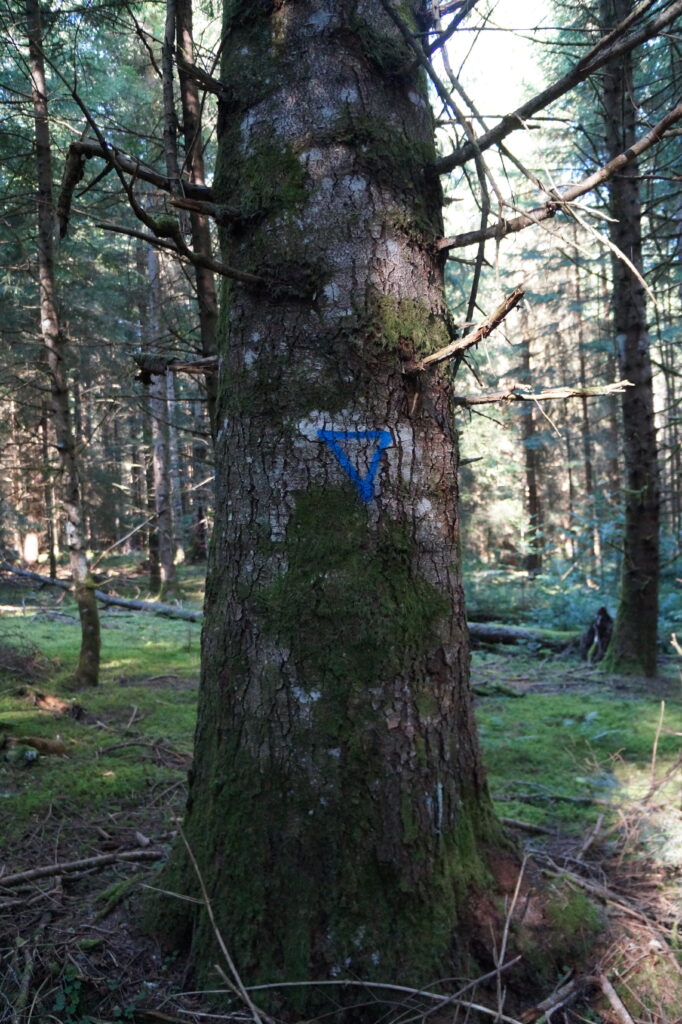Marquage d'un arbre